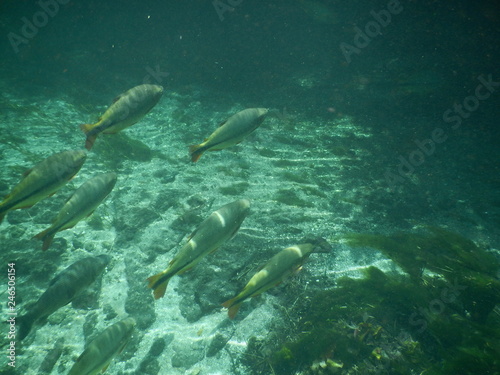 Fish under the water peixes © Isabellabvr