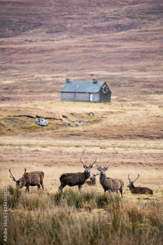 Fototapeta premium Red deer, Cervus elaphus in Scotland