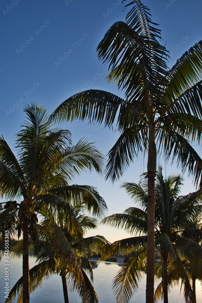 Caribbean Tourism - Palm Trees