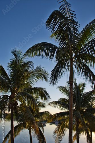 Caribbean Tourism - Palm Trees © Bryan Kelly