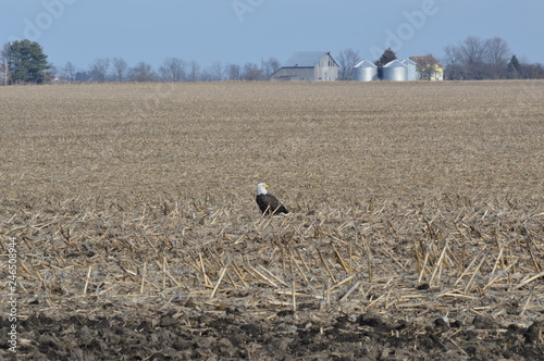 Eagle on a clear day in the cornfield