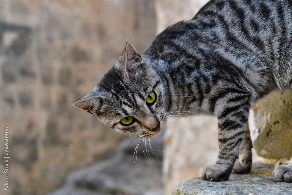 A beautiful silver and black stray tabby cat with green eyes stands on a ledge in the ancient sassi of Matera, Italy A beautiful silver and black stray tabby cat with green eyes stands on a ledge in the ancient sassi of Matera, Italy