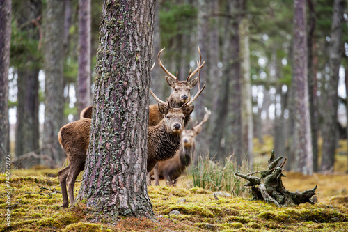 Red deer, Cervus elaphus in Scotland