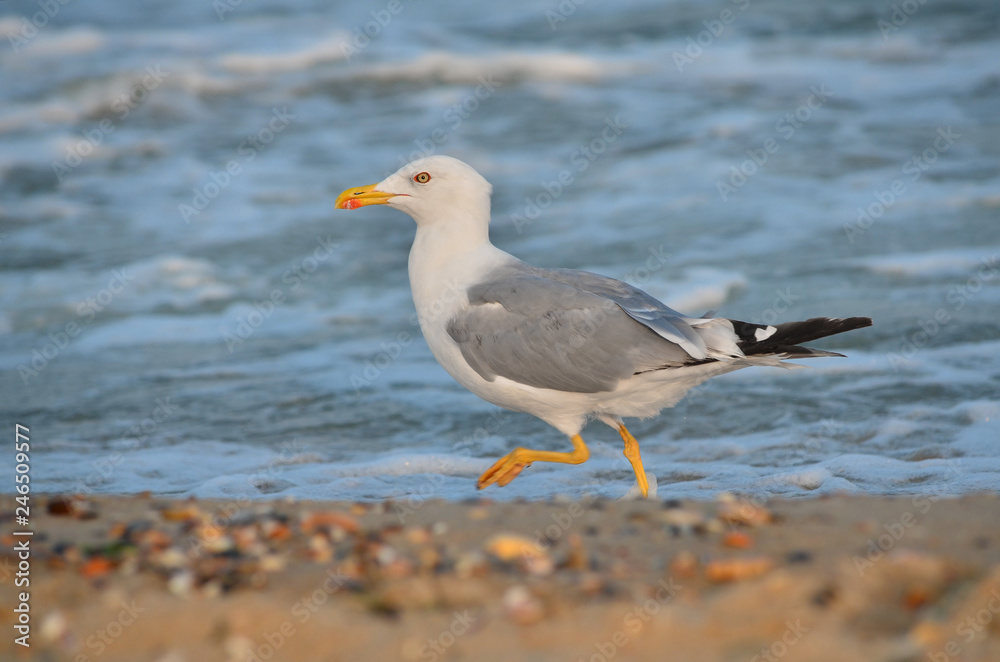 Yellow-legged gull - Larus michahellis. Seagull on the Black Sea coast near the water in its natural habitat. Fauna of Ukraine. Yellow-legged gull - Larus michahellis. Seagull on the Black Sea coast near the water in its natural habitat. Fauna of Ukraine.