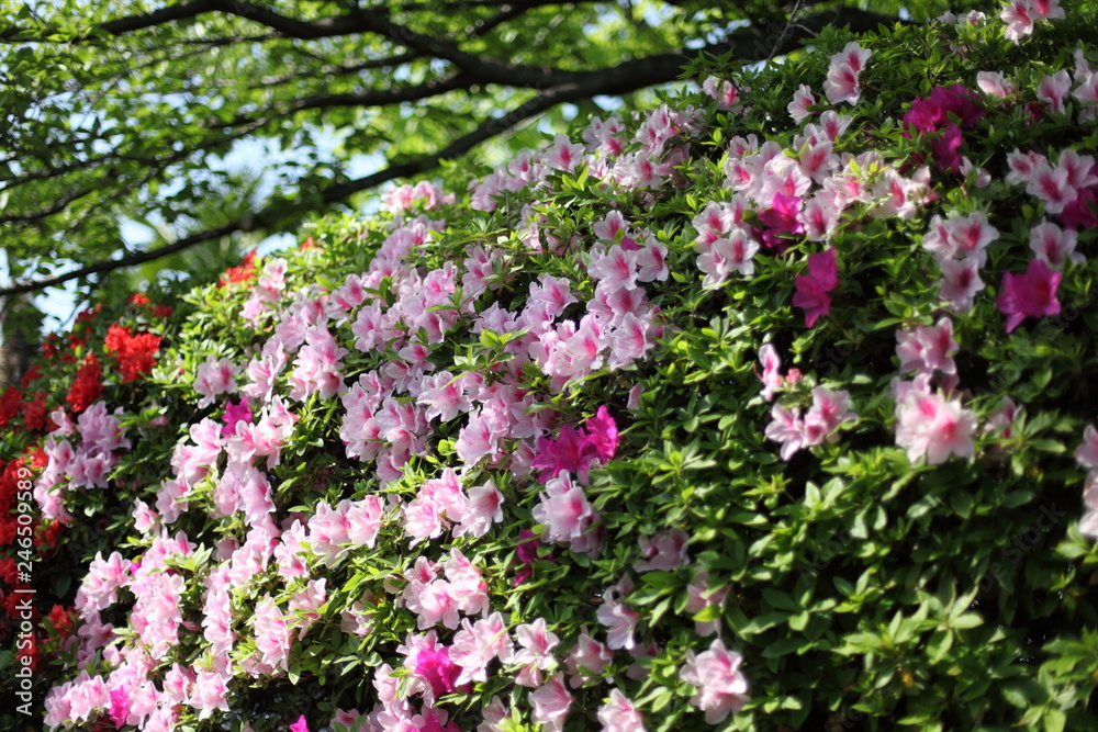 Naklejka premium 新緑とツツジ