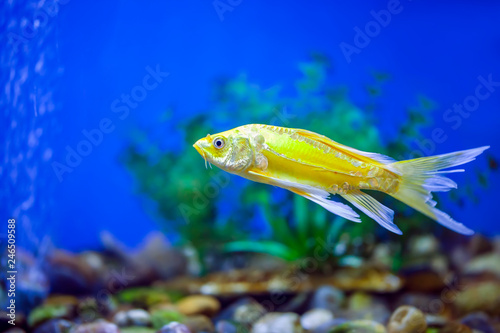 Ornamental fish  koi fish 