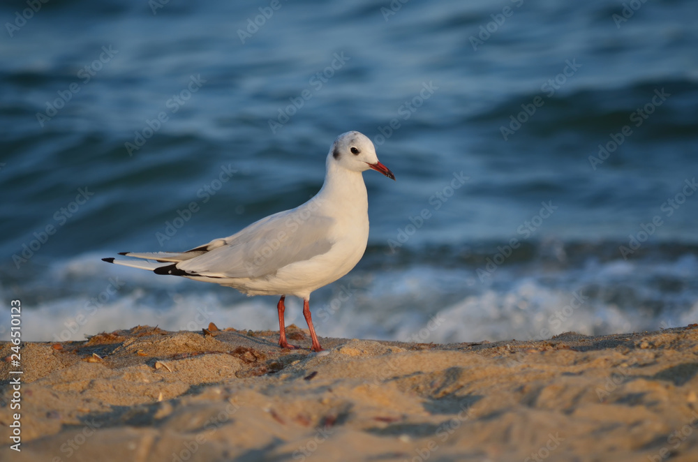 Seagull on the sandy Black Sea coast in its natural habitat. Seagull on the sandy Black Sea coast in its natural habitat.