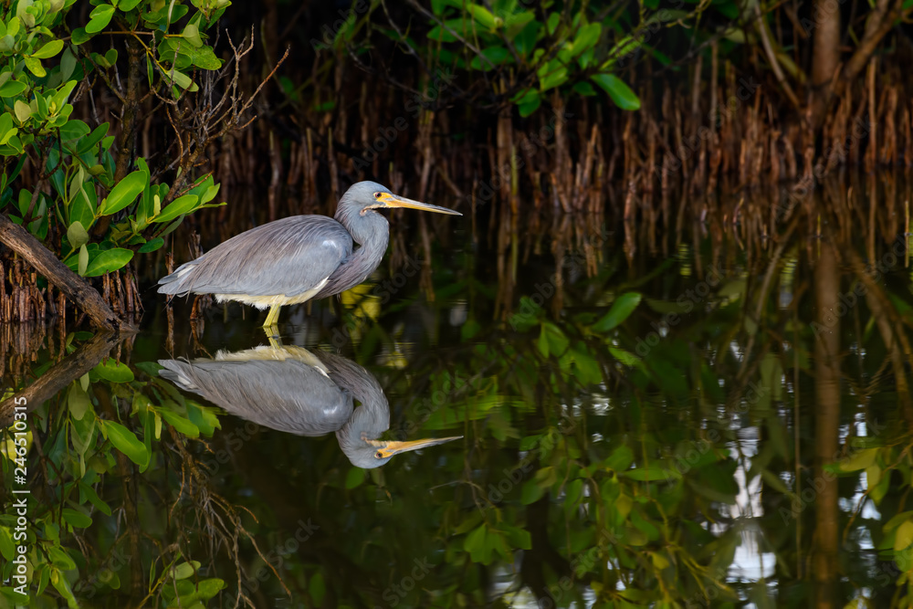 Fototapeta premium Tricolored Heron with Reflection Foraging on the Pond