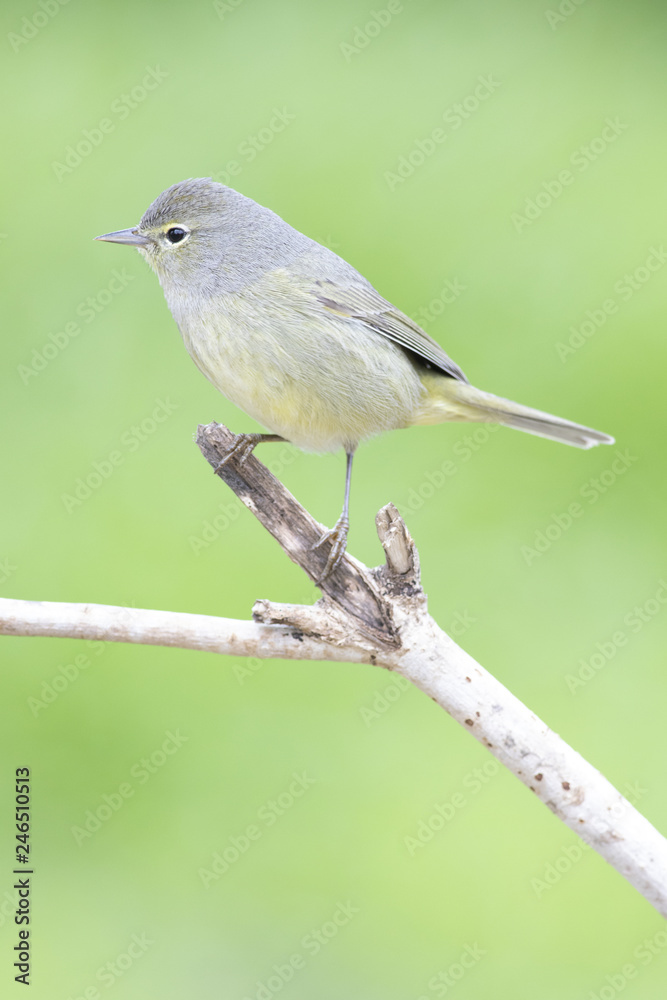 Orange Crowned Warbler perched on a branch Orange Crowned Warbler perched on a branch
