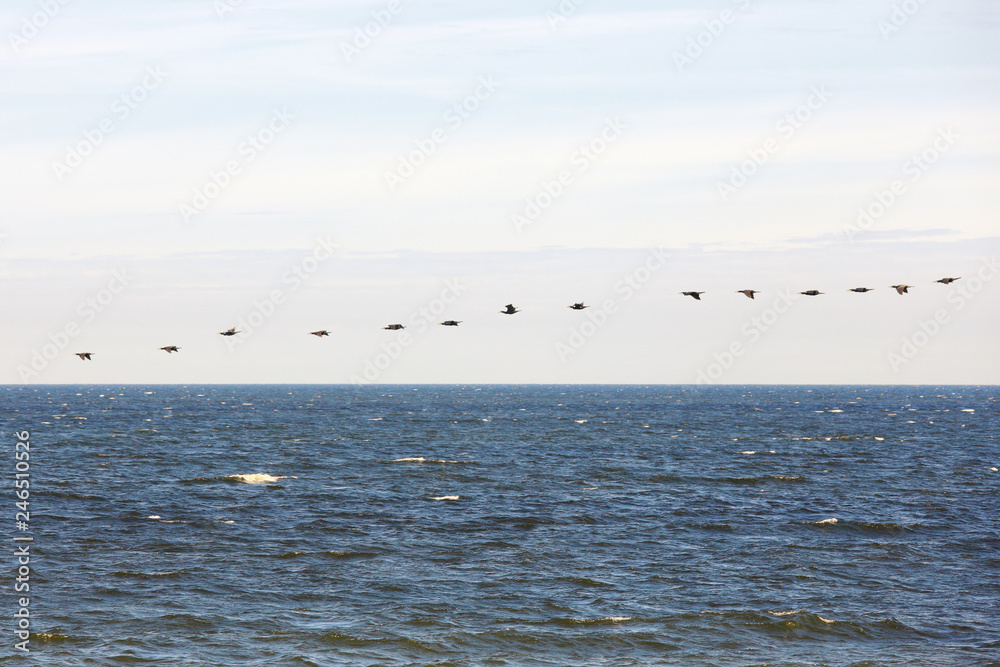 cormorants flock