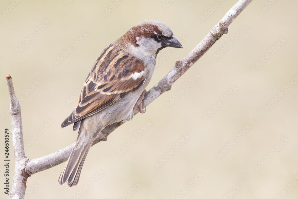 Fototapeta premium Passer domesticus perched on a branch