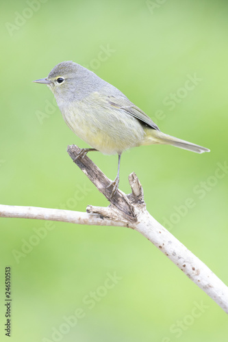 Orange Crowned Warbler perched on a branch