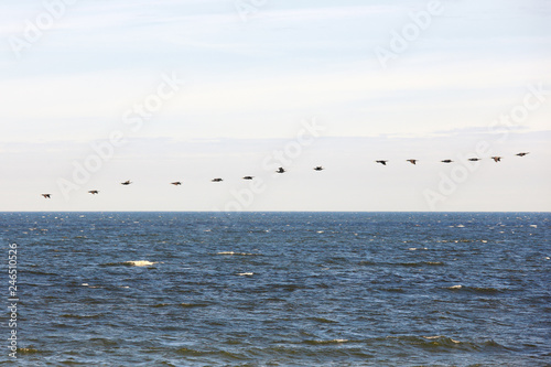 cormorants flock