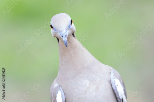 White winged dove portrait photo