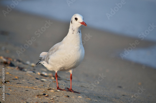 Gull on the Black Sea coast near the water in its natural habitat.