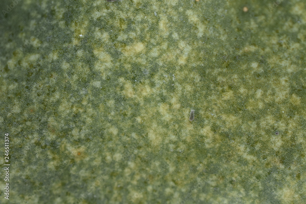 grungy green abstract texture grungy green abstract texture