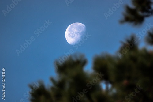 Moon Peaking through Trees 01