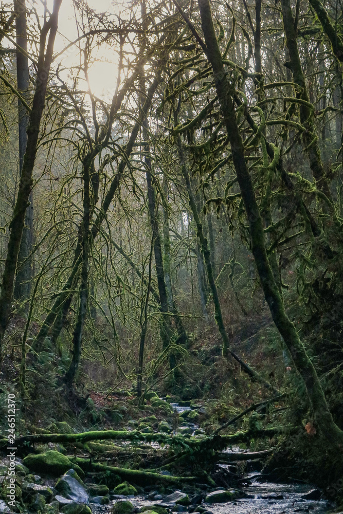 Mysterious trees in Forest Park, Portland, Oregon Mysterious trees in Forest Park, Portland, Oregon