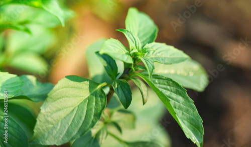 Asia basil leaf on the tree basil green palnt in the garden herbs and spices for food