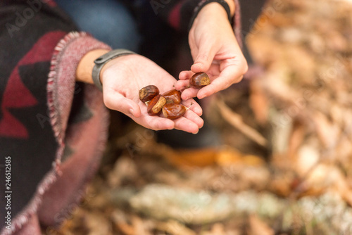 A young woman picks up the chestnuts fallen on the ground in an autumnal forest