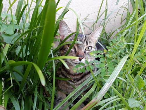 Картината върху платно Crowley, the Cat