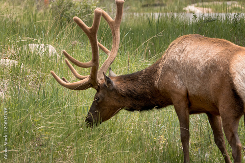 Wild Elk Grazing 02 © Mark