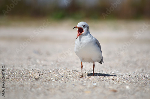 Gull on the sandy Black Sea coast in its natural habitat.