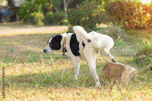 Photo Dog pee,Dogs pee on the rocks in the park