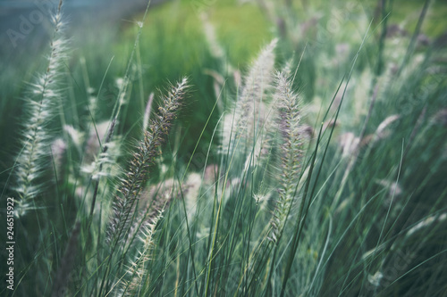 Grass © lottorich