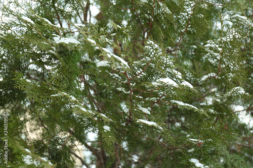 Thuja branches covered with fresh snow outdoors