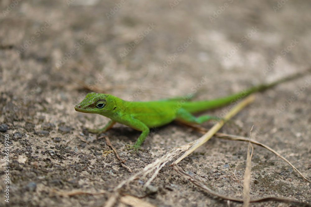 El Yunque Lizard El Yunque Lizard