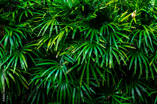 Fototapeta Naklejka Na Ścianę i Meble -  Dark green leaf background
