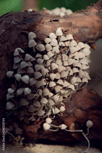 closeup of tiny fairy inkcap mushrooms