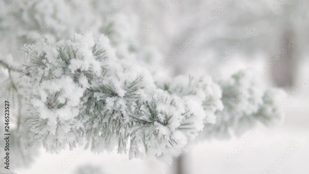 Cinematic view of a snowed branch of a coniferous tree