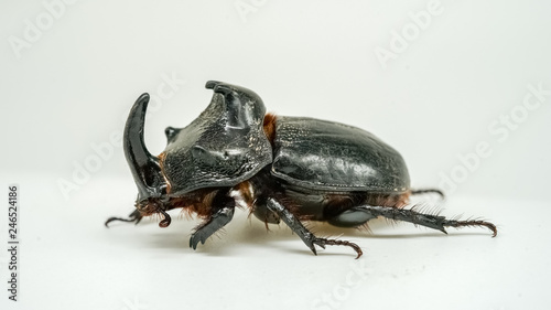 Trichogomphus mongol, on white background  photo