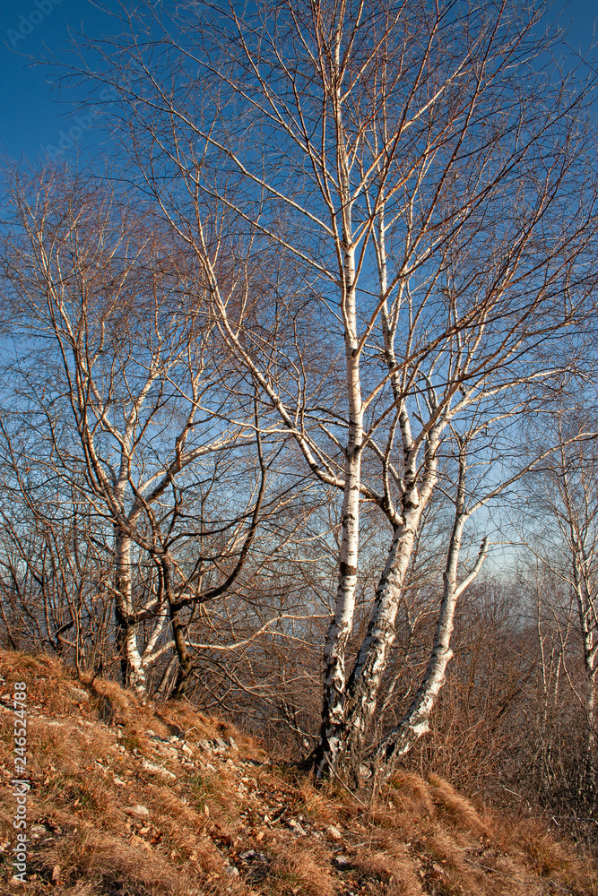 Panoramic view of the mountain slope, with some birches illuminated by the setting sun, in winter.