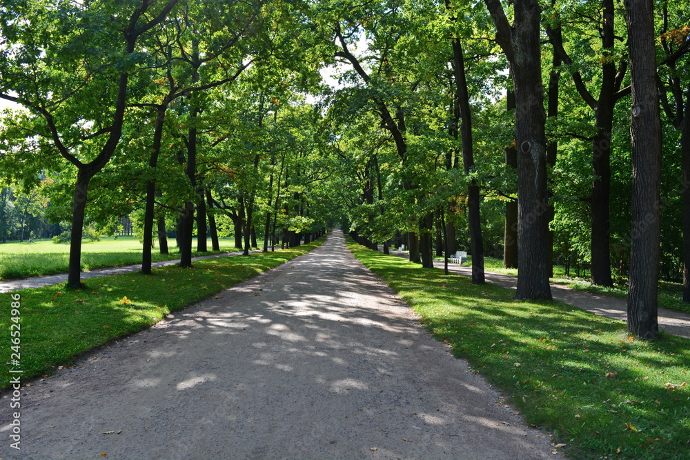 Long straight ground road in a shady beautiful city garden among the smooth rows of oak trees at summer sunny morning