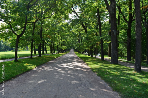 Long straight ground road in a shady beautiful city garden among the smooth rows of oak trees at summer sunny morning