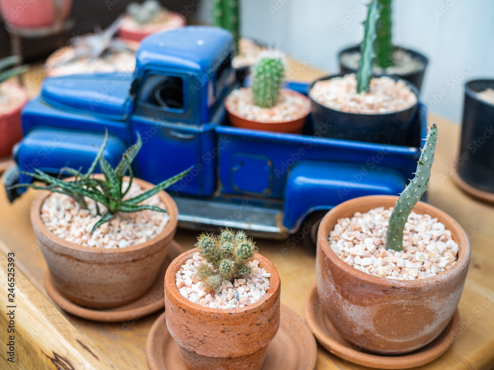Cactus plant in pots Cactus plant in pots