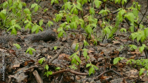 Thrush type bird scouring the ground of North American forest in search of food photo