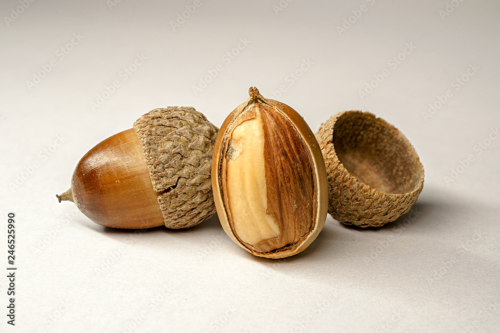 Acorn, shot with focus stacking. White background. Stock-Foto | Adobe Stock