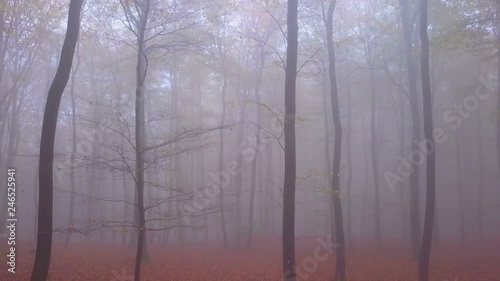 Flight through a foggy autumn beech forest, Freudenburg, Rhineland-Palatinate, Germany, Europe photo