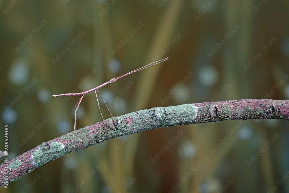 Walking stick insect or Phasmids (Phasmatodea or Phasmatoptera) also