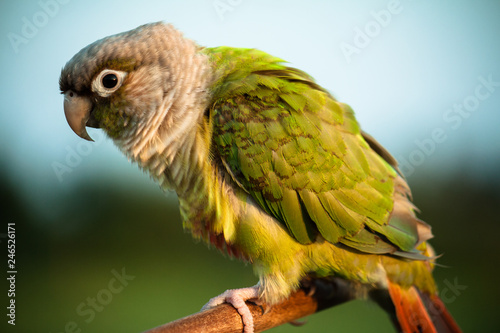 Parrot Posing For Close-Up Portrait