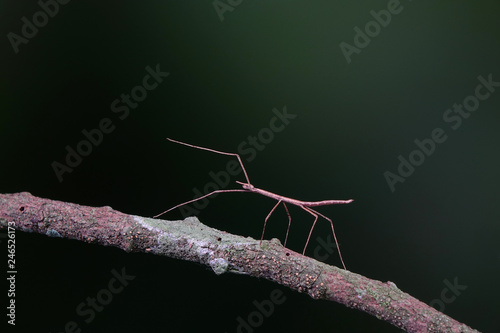 Walking stick insect or Phasmids (Phasmatodea or Phasmatoptera) also known as stick insects, stick-bugs, walking sticks, bug sticks or ghost insect. Selective focus, blurred background with copy space © Cheattha