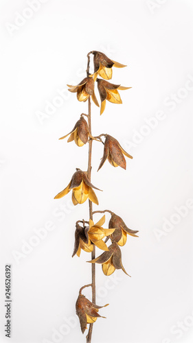 Fruit and seeds of Toona sinensis, seem like flowers. White background. photo