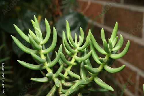 Crassula tetragona “Chinese Pine”