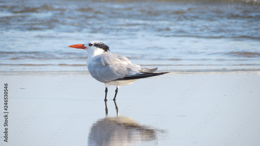 Royal Tern