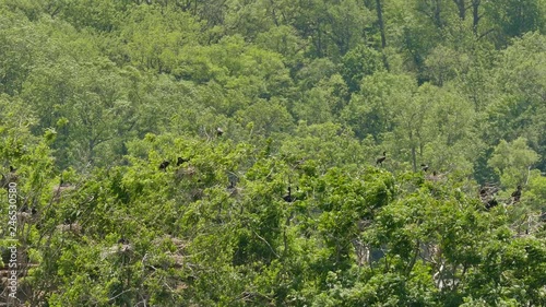 Multiple cormoran birds standing atop bushy island with forest behind photo