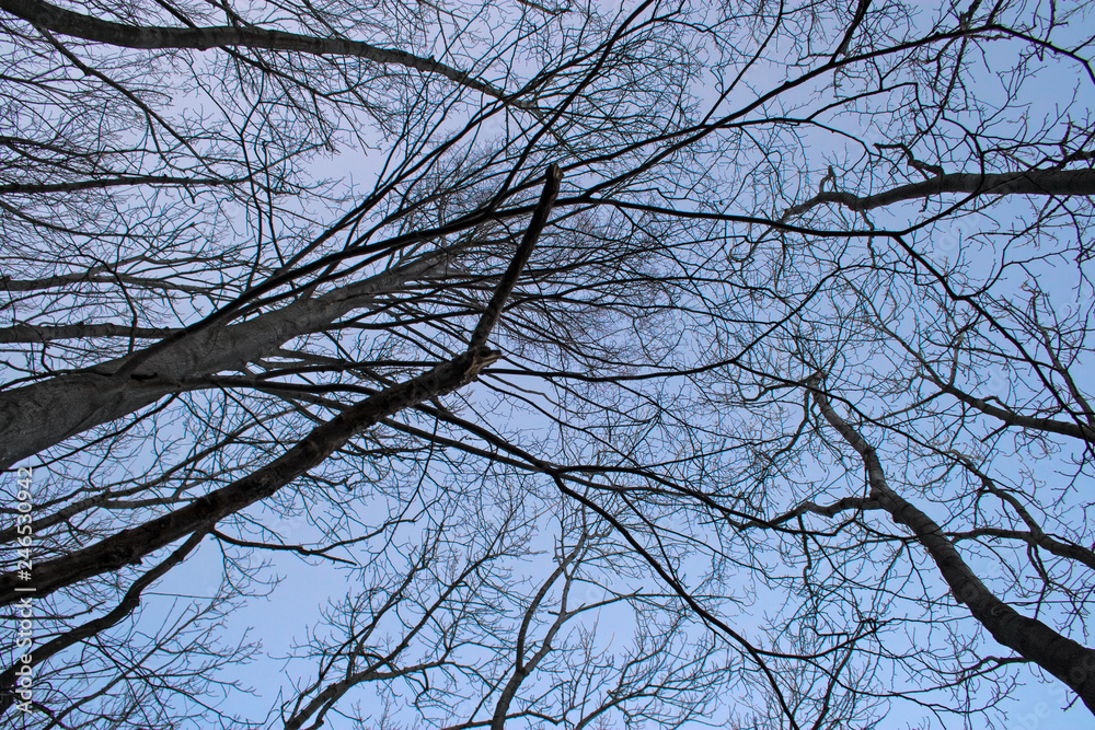 View from below of bare tree branches, which stand out in the blue sky in winter. View from below of bare tree branches, which stand out in the blue sky in winter.